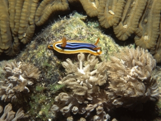 Chromadoris quadracolor nudibranch-Red Sea