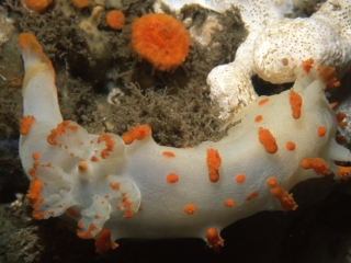 Clown dorid nudibranch-Pender Islands