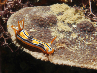 Coleman's Chromodoris nudibranch-Anilao, Philippines