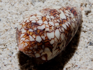 Cone (Conus textile) shell (dig)-Fiji