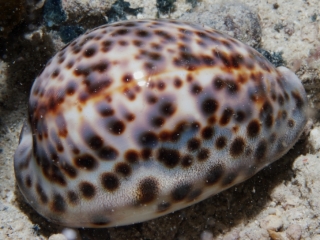 Cowry-Cypraea tigris-Fiji