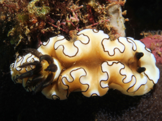 Dark Margin Glossodoris nudibranch-Anilao, Philippines
