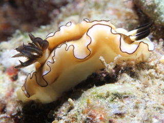 Dark Margin Glossodoris nudibranch on hard coral-Anilao, Philippines
