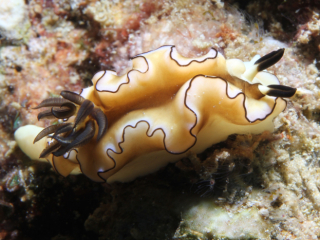 Dark Margin Glossodoris nudibranch on hard coral-Anilao