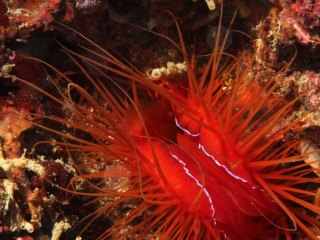Electric Fileclam-Anilao, Philippines
