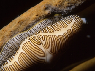 Fingerprint Cyphoma snail-Saba