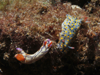 Fire Hypselodoris & West Wind Hypselodoris nudibranchs-Anilao, Philippines