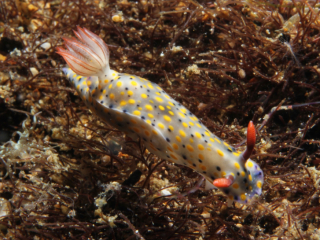 Fire Hypselodoris nudibranch-Anilao, Philippines