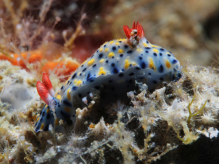 Fire Hypselodoris nudibranch-Anilao