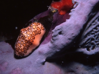 Flamingo tongue eating Sea fan base-Anguilla