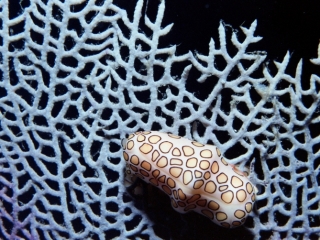 Flamingo tongue on Sea fan-St.Kitts