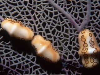 Flamingo tongue snails-St. Kitts