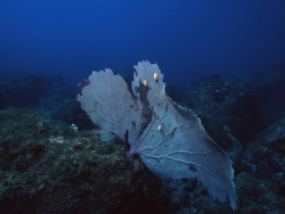 Flamingo tongues on Sea fan-Guadeloupe