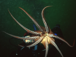 Giant Pacific octopus-Saanich Inlet