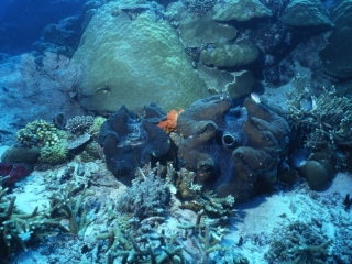 Giant tridacna clams-Palau