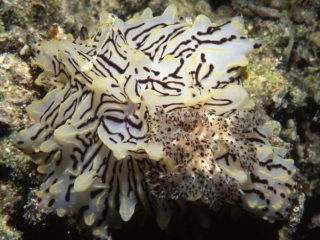 Halgerda willey nudibranch-Egypt