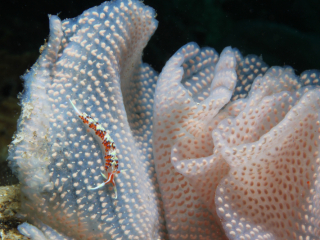 Indian Caloria nudibranch-Anilao, Philippines
