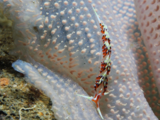 Indian Caloria nudibranch-Anilao