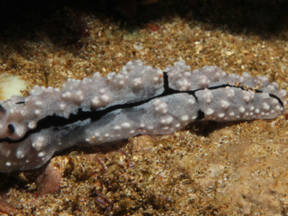 Krempf's Phyllidiopsis nudibranch-Anilao, Philippines