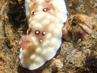 Leopard Chromodoris nudibranch-Anilao, Philippines