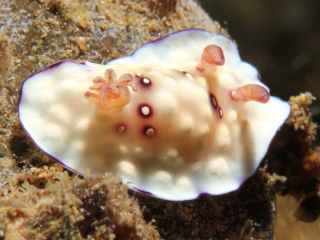 Leopard Chromodoris nudibranch-Anilao