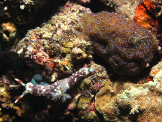 Lined Nembrotha nudibranch & Pleurobranch (forskali)-Anilao, Philippines