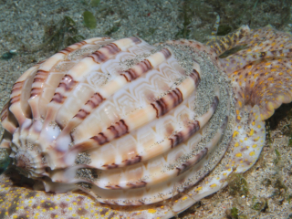 Major Harp Gastropoda-Anilao, Philippines