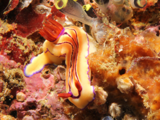 Maritime Hypselodoris nudibranch-Anilao, Philippines