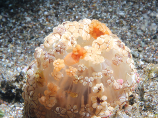 Milky Phyllodesmium nudibranch-Anilao, Philippines