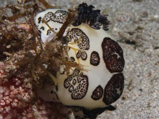 Mourning nudibranch-Anilao, Philippines