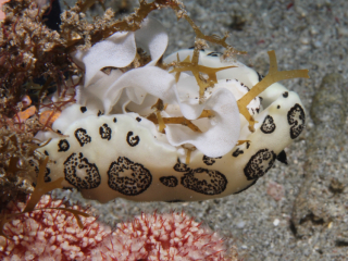Mourning nudibranch ventral side with mantle-Anilao, Philippines