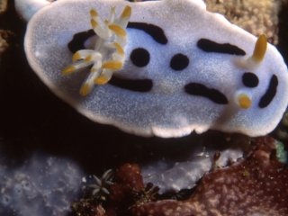 Nudibranch-Manado