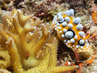Ocellated Phyllidia nudibranch-Anilao, Philippines