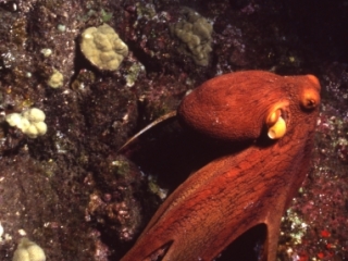 Octopus-Hawaii