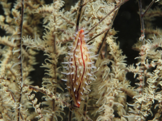 Poppe's Spindle cowrie on soft coral-Anilao, Philippines