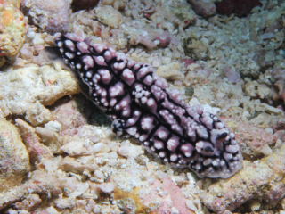 Pustulose Phyllidiella nudibranch-Anilao, Philippines