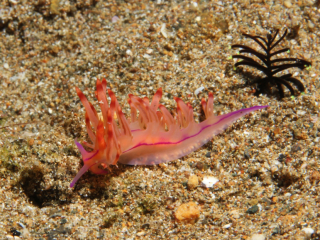 Redline Flabellina nudibranch-Anilao, Philippines