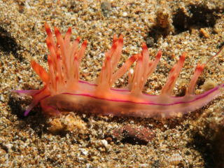 Redline Flabellina nudibranch-Anilao