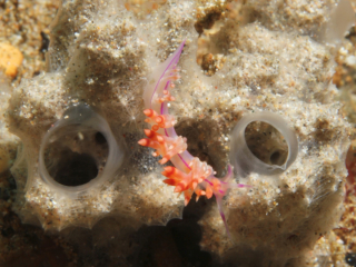 Redline Flabellina nudibranch on soft coral-Anilao