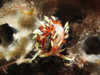 Redline Flabellina nudibranch on sponge-Anilao, Philippines