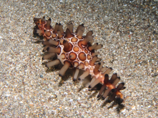 Shuttlecock Spindle cowrie-Anilao, Philippines