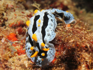 Swollen Phyllidia nudibranch-Anilao, Philippines