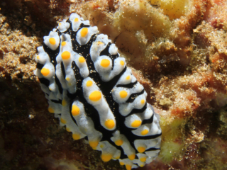 Swollen Phyllidia nudibranch-Anilao