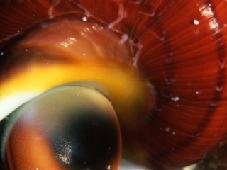 True tulip snail-Ari Atoll, Maldives