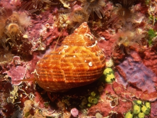 True tupil snail-Grand Cayman Island