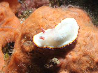 Two-Band nudibranch on sponge-Anilao, Philippines