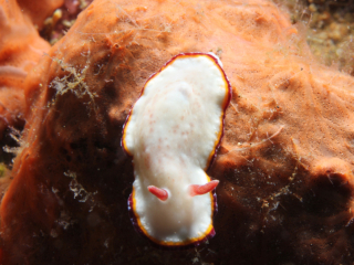 Two-Band nudibranch on sponge-Anilao