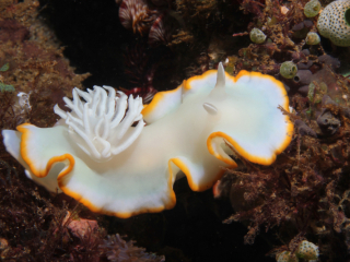 White Mantle Glossodoris nudibranch-Anilao, Philippines