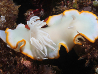 White Mantle Glossodoris nudibranch-Anilao