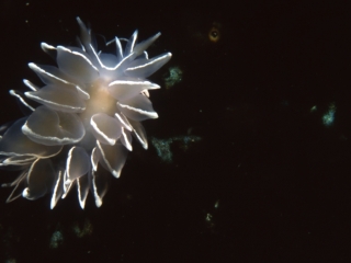 White-lIned dirona nudibranch-Pender Islands